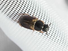 Melinopterus
