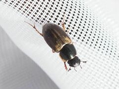 Melinopterus