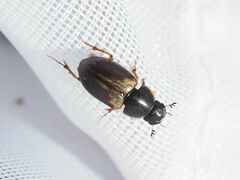 Melinopterus