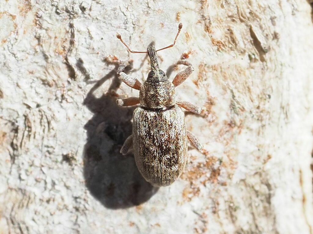 Dorytomus rubrirostris