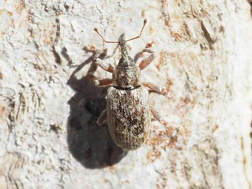 Dorytomus rubrirostris