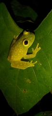 Centrolenidae