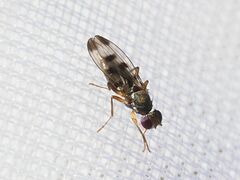 Geomyza tripunctata