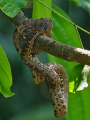 Craspedocephalus borneensis