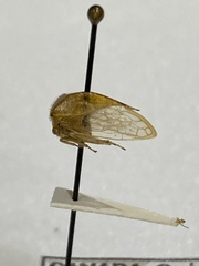 Hadrophallus borealis