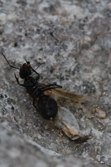 Camponotus japonicus