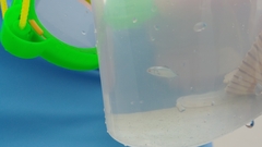 Trachinotus carolinus