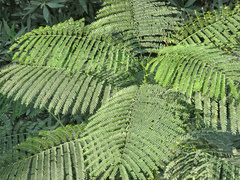 Delonix regia