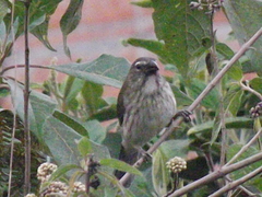 Saltator striatipectus