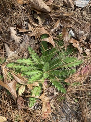 Cirsium horridulum