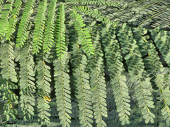 Delonix regia