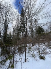 Acer pensylvanicum