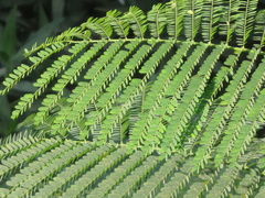 Delonix regia