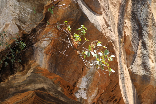 Ficus vasta