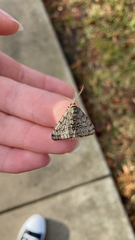 Phigalia strigataria