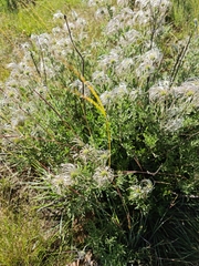 Clematis villosa