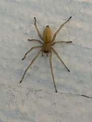 Cheiracanthium mildei