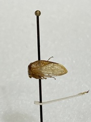 Hadrophallus constans