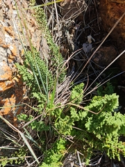 Cheilanthes eckloniana