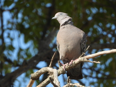 Patagioenas maculosa