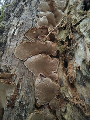 Mensularia radiata