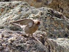 Leucosticte