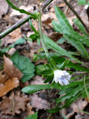 Cichorium intybus