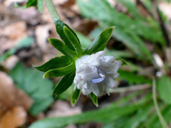 Cichorium intybus