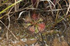 Drosera natalensis