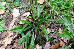 Cichorium intybus