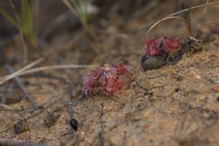 Drosera natalensis