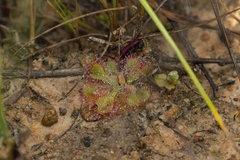 Drosera natalensis