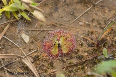 Drosera natalensis