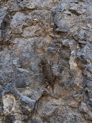 Hemidactylus maculatus