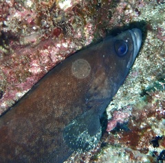 Rypticus saponaceus