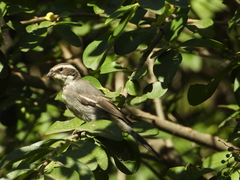 Microspingus torquatus