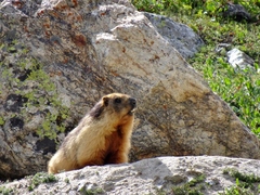 Marmota