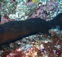 Rypticus saponaceus