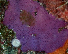 Porifera