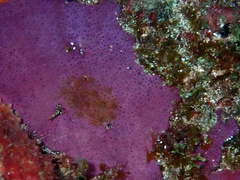 Porifera