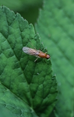Psila fimetaria