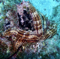 Marthasterias glacialis