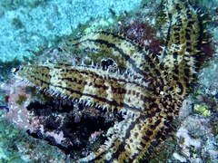 Marthasterias glacialis