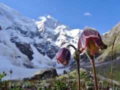 Pulsatilla wallichiana
