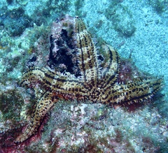 Marthasterias glacialis