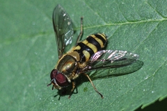 Syrphus ribesii