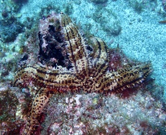 Marthasterias glacialis