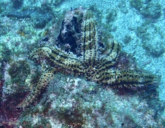 Marthasterias glacialis