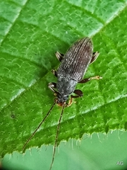 Bolbostetha