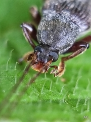 Bolbostetha